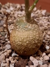 Fockea edulis, schöner Caudex, Sukkulente, Zimmerpflanze 