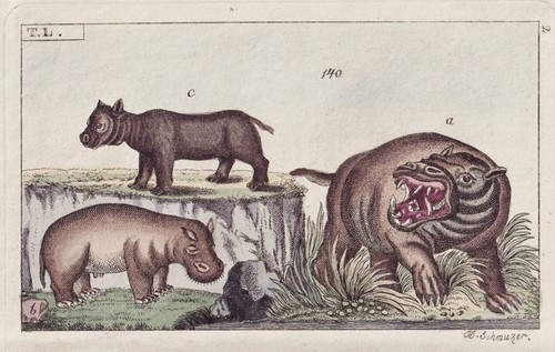 Nilpferd hippo hippopotamus - nilpferd,