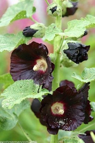 Schwarze stockrose alcea rosea - alcea,