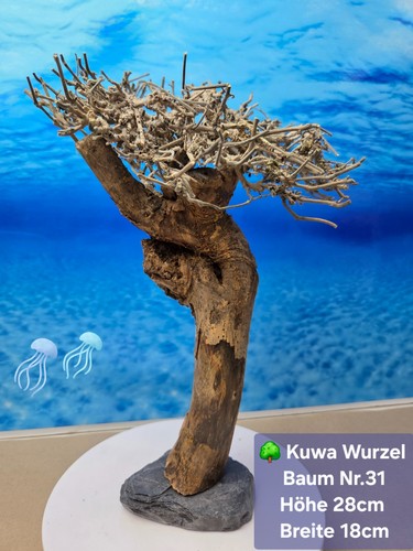 Aquarium kuwa wurzel - kuwa,