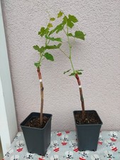 Weinreben tafeltrauben neue - weinreben,