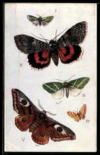 Künstler butterflies and - künstler-ak,