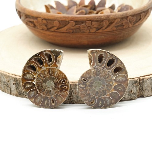 Polierter ammonit fossil paar - ammonit,