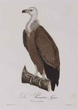 Geier, Johann Conrad Susemihl