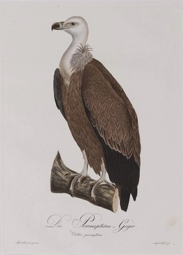 Geier johann conrad - johann, susemihl