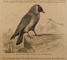 Dohle Coloeus monedula  Rabe Rabenvogel Holzstich von 1912