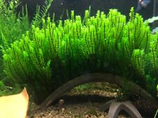 Rare Moos Distichophyllum sp. Aquascaping Aquarium Pflanze Garnelen