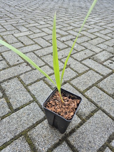 Brahea brandegeei san - ,