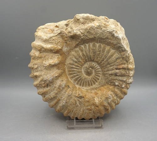 Ammonit fossilie schnecke - ammonit,