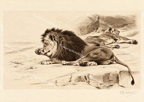 Wilhelm kuhnert löwe afrika - kuhnert,