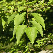 Japanischer Schneeglöckchenstrauch Pink Chimes 60-80cm - Styrax japonica
