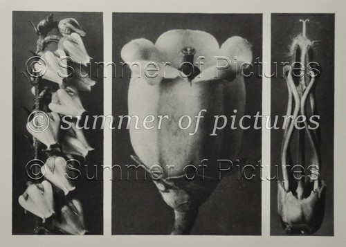 Karl blossfeldt ltd 1928 - karl,