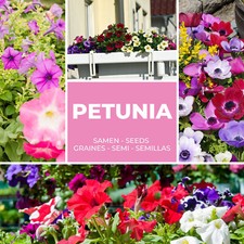 Petunien Samen ca. 250 Stück - vielblumige Blumen - Mischung Petunie Blumensamen