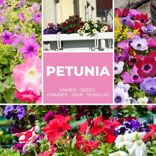 Petunien samen 250 stück - petunien,