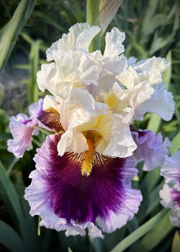 Schwertlilie iris - schwertlilie,,