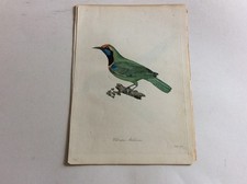 5 handcolor.Kupferstiche Ornithologie Vögel bei William Jardine  1828-32 oor