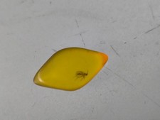 Bernstein  mit  Insekt Selten