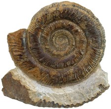 Lias  Standstück mit