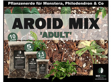 Aroid mix adult monstera - mix,