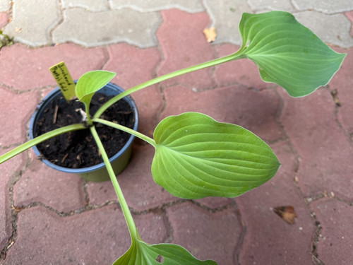 Hosta funkie birchwood - hosta,
