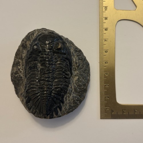 Trilobit fossil fein - fossil,