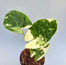 Sehr Schöne Alocasia