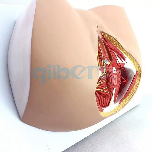 Pvc human female - human,
