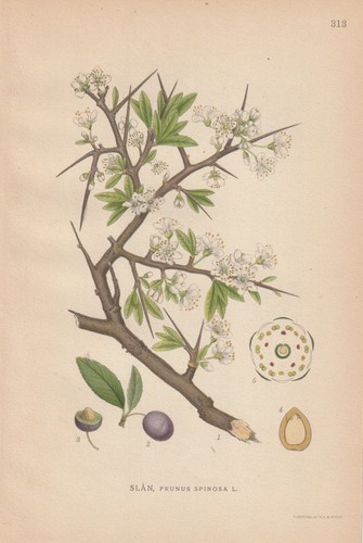 Schlehdorn schlehe prunus - schlehdorn, (prunus