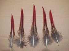 6  Sprösselfedern vom Goldfasan   13  cm lang