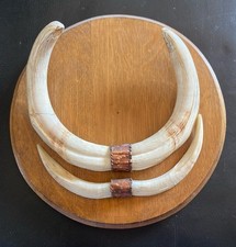 hübsche  alte Trophäe - Warzenschwein Hauer Keiler Schwein Zähne