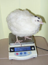 Wachteleier, 24 Bruteier von