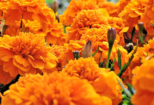 4000 tagetes erecta - 4000,