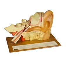 Modell eines Ohrs, Holz und