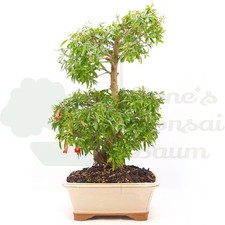 BONSAI Granatapfel 'Punica