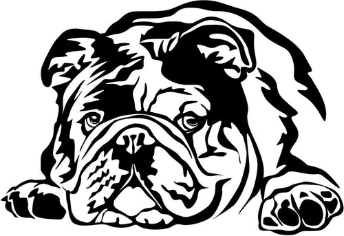 Englische bulldogge aufkleber - englische,