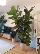 Große zimmerpflanzen, 220cm