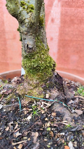 Prunus padus bonsai - prunus,