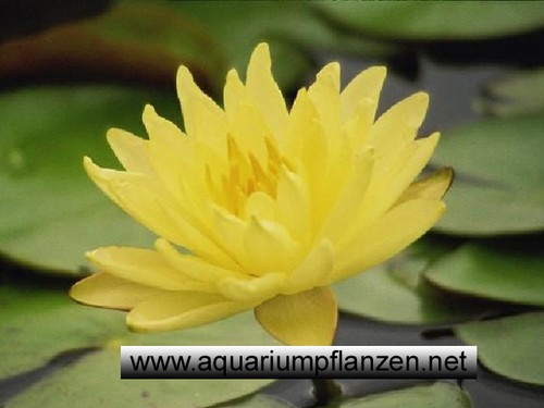 Seerose der sorte joey - seerose,