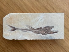 Knochenfisch ausgezeichneter