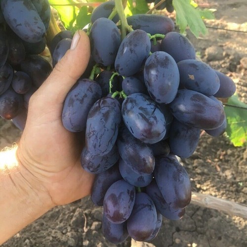 Kernarme pilzfeste weinrebe - kernarme,