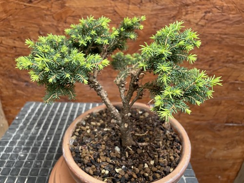 Bonsai outdoor winterhart