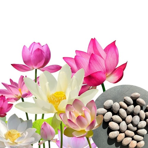 Stk premium lotus - stk.,