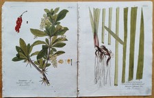 4 Drucke Oxalis Boletus