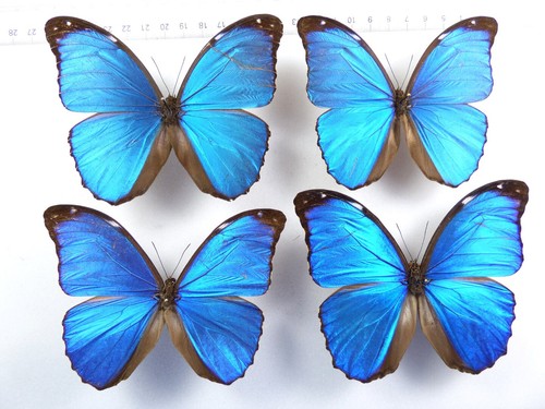 Set morpho menelaus - morpho,