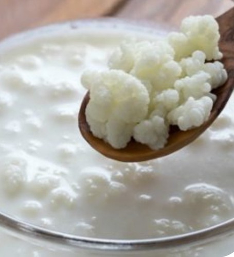 15g tibetanischer milchkefir - 15g,