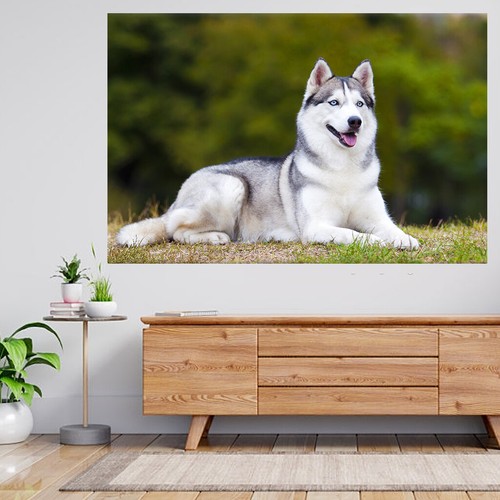 Portrait siberian husky - husky, 3d