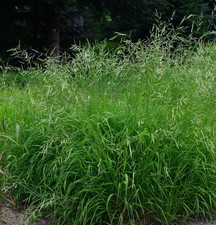 Wald zwenke brachypodium - zwenke,