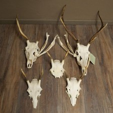 Rothirschschädel 5x Set
