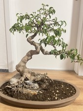 Bonsai Ficus Benjamin Felsen