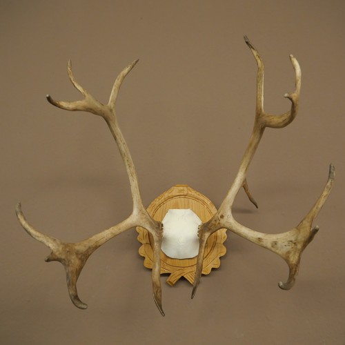 Rentier geweih karibu caribou - rentier,